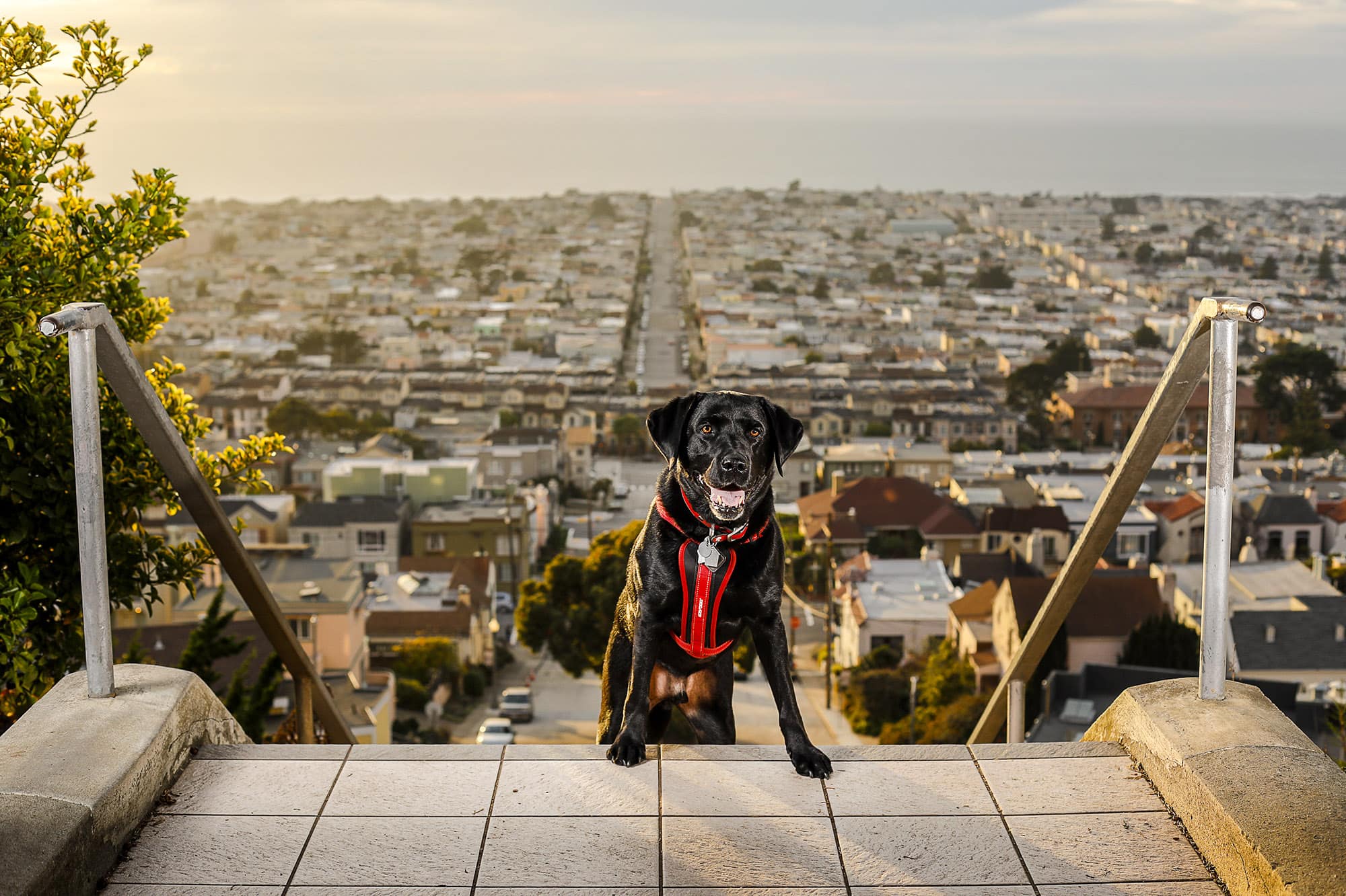 Mr. Raffi, real estate super dog, San Francisco