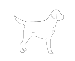Raffi White Background
