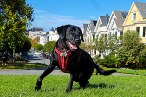 Raffi at Duboce