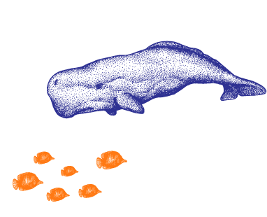 sample size@2x fish vs whale