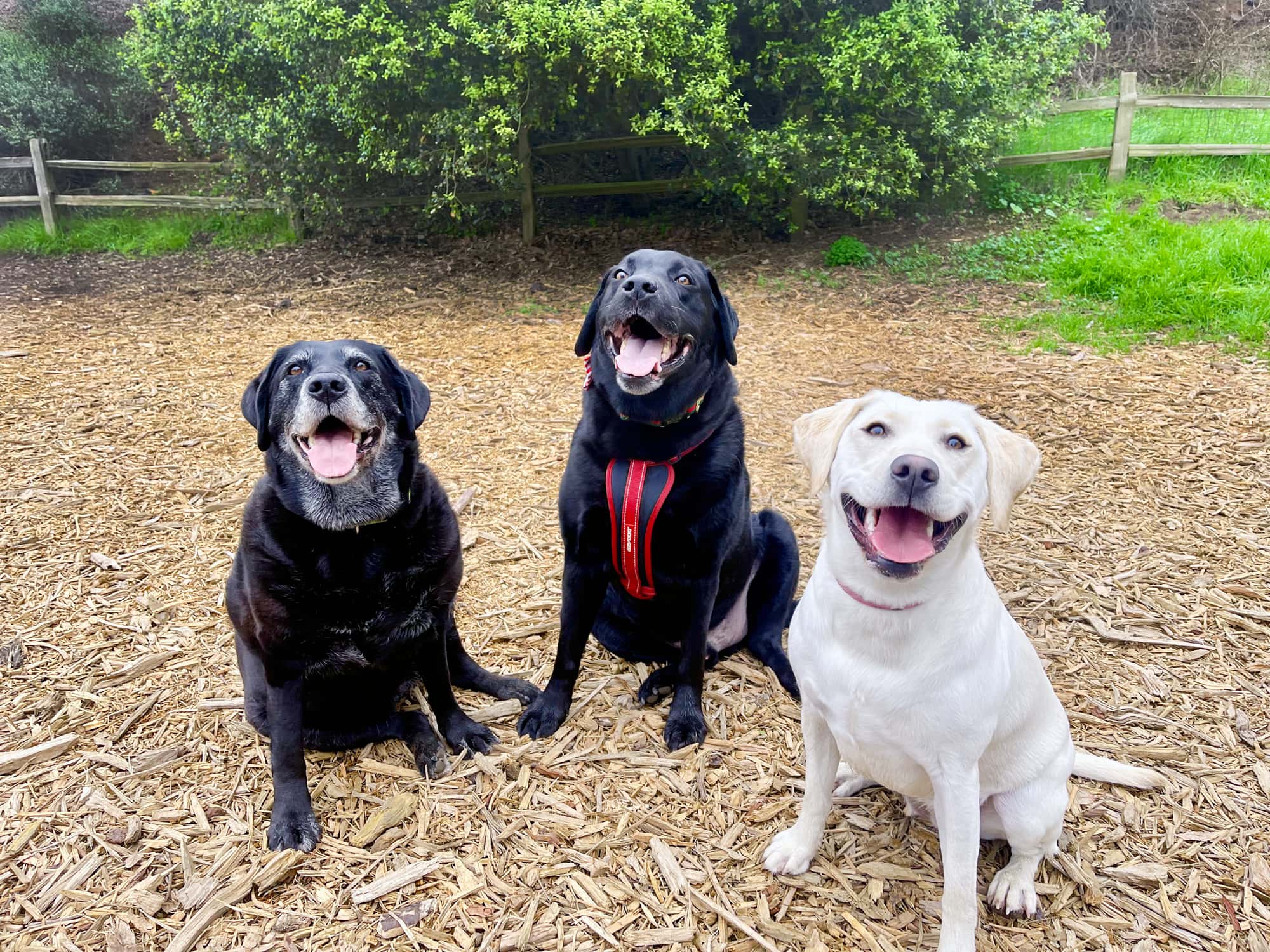 Three Dogs Sitting