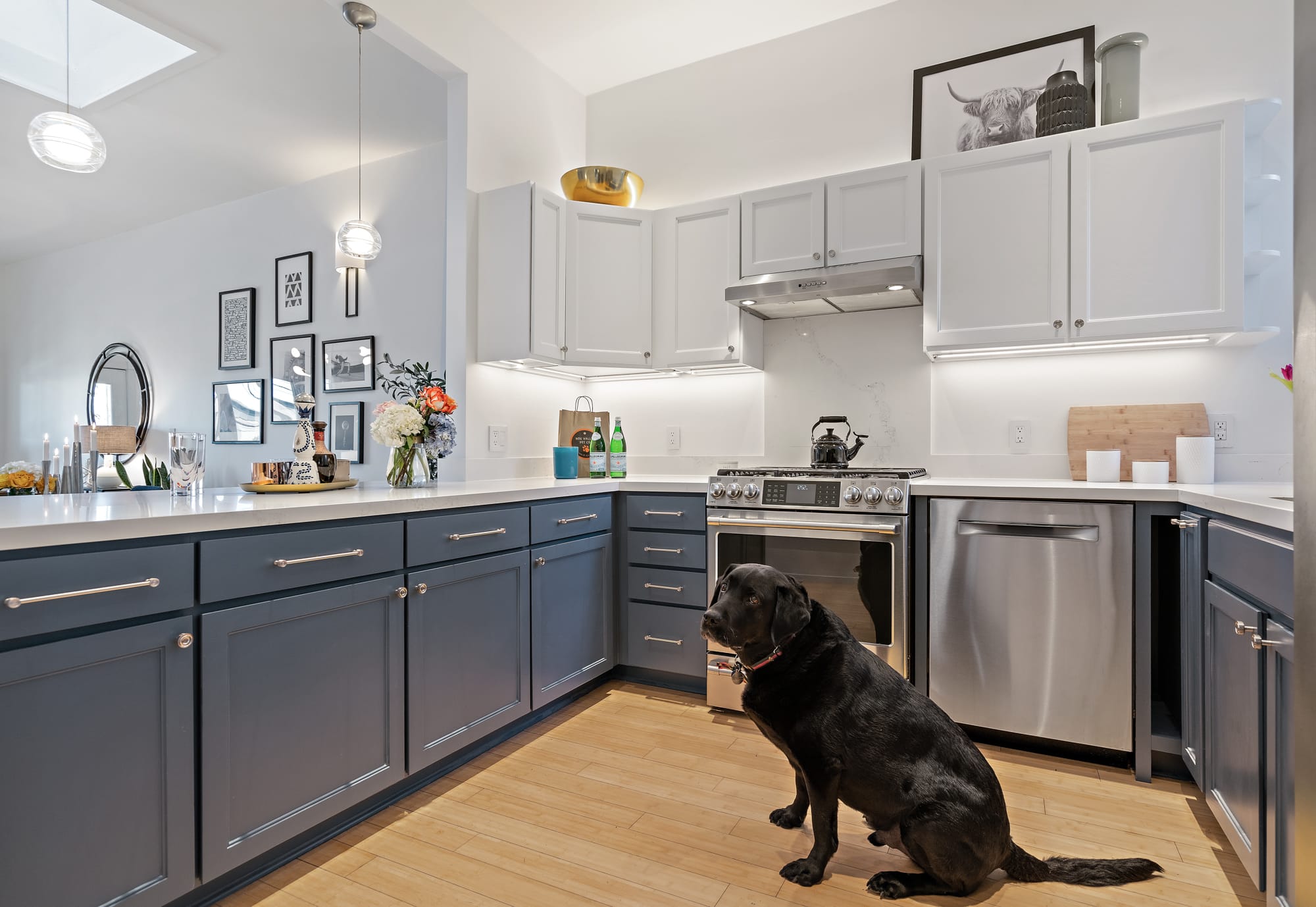 The Kitchen and Dog