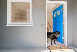 Mr Raffi, the black lab, says hello at the blue entry door