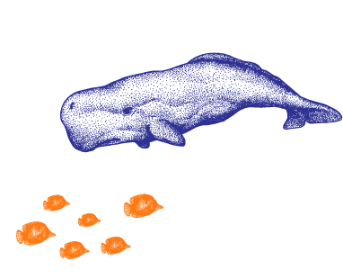 fish vs whale