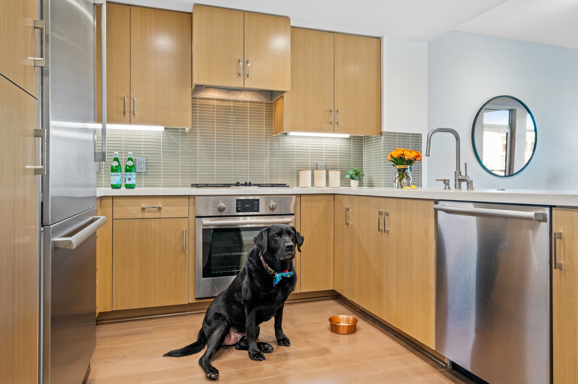 Mr Raffi, the Black Labrador Retriever, in the Kitchen