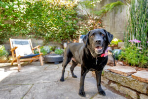 Mr. Raffi, our black Labrador retriever, in the courtyard at 814 Carolina.