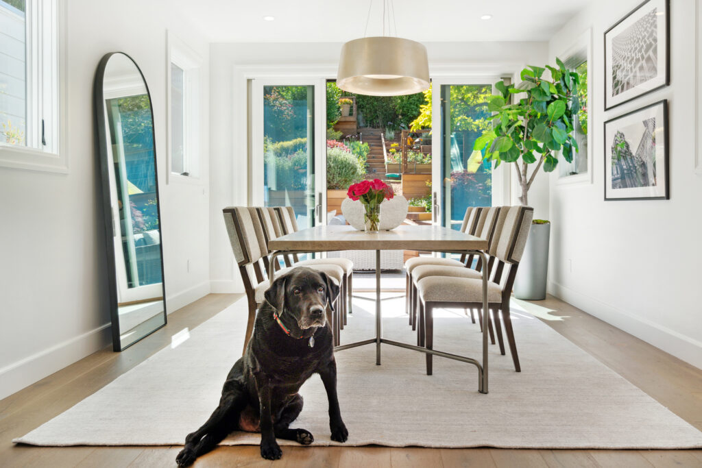 The black Labrador Retriever Raffi in the Dining Room
