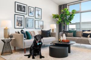 A charming living room featuring the black Labrador, Raffi, seated beside a stylish coffee table and sofa.