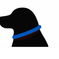 Radu Silo black lab image looking left with a blue collar